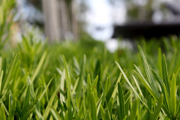Why Now is the Perfect Time to Rejuvenate Your Turf
