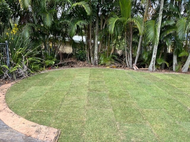 Established backyard lawn growing in mixed sunlight and shade