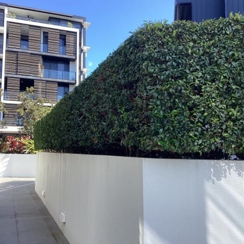 Hedging and Pruning